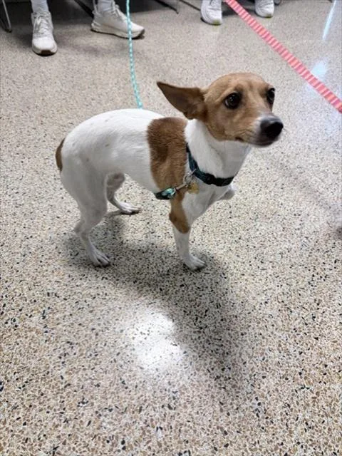 A young small-sized female Rat Terrier dog named Sol for adoption in Miami, FL