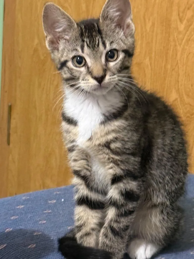 A baby small-sized male Domestic Short Hair cat named Lance for adoption in Wintersville, OH