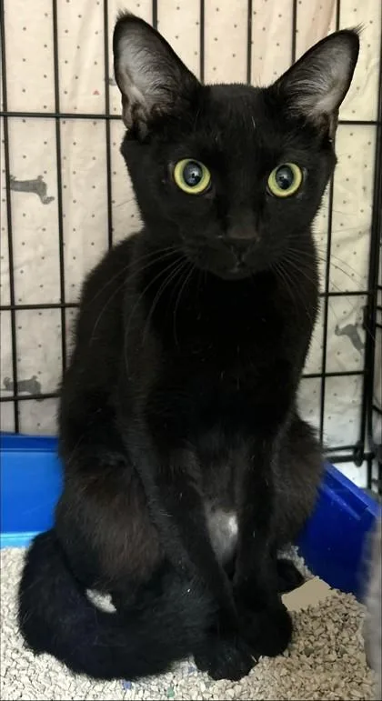 An adult small-sized female Domestic Short Hair cat named Marina for adoption in Phoenix, AZ