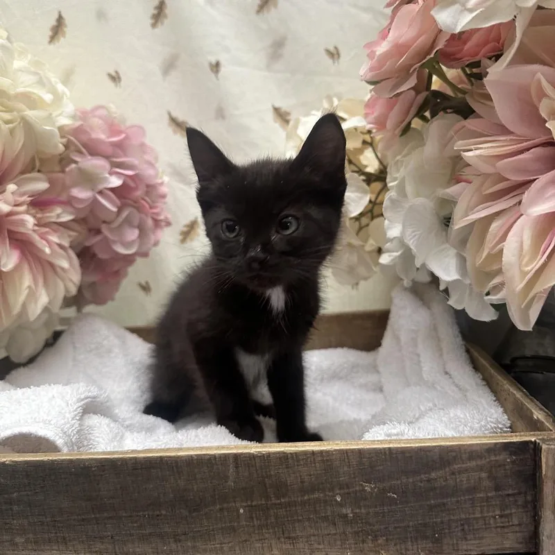 A baby small-sized male Black Domestic Short Hair cat named Happy for adoption in Newberg, OR