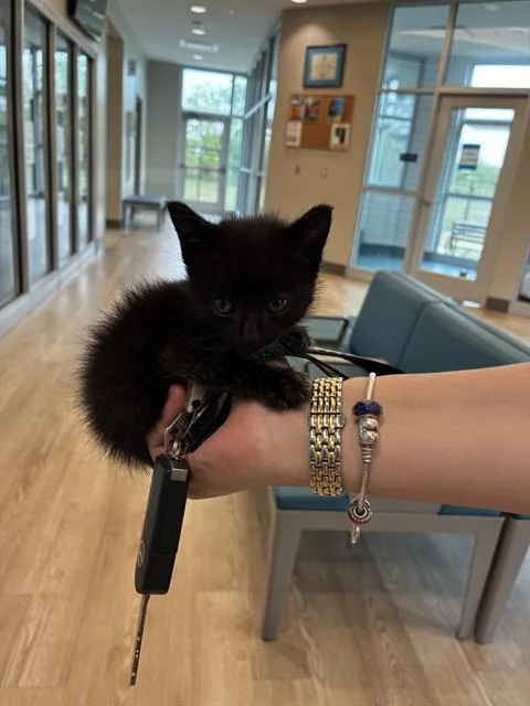 A baby small-sized female Domestic Short Hair cat named Meow for adoption in Pearland, TX