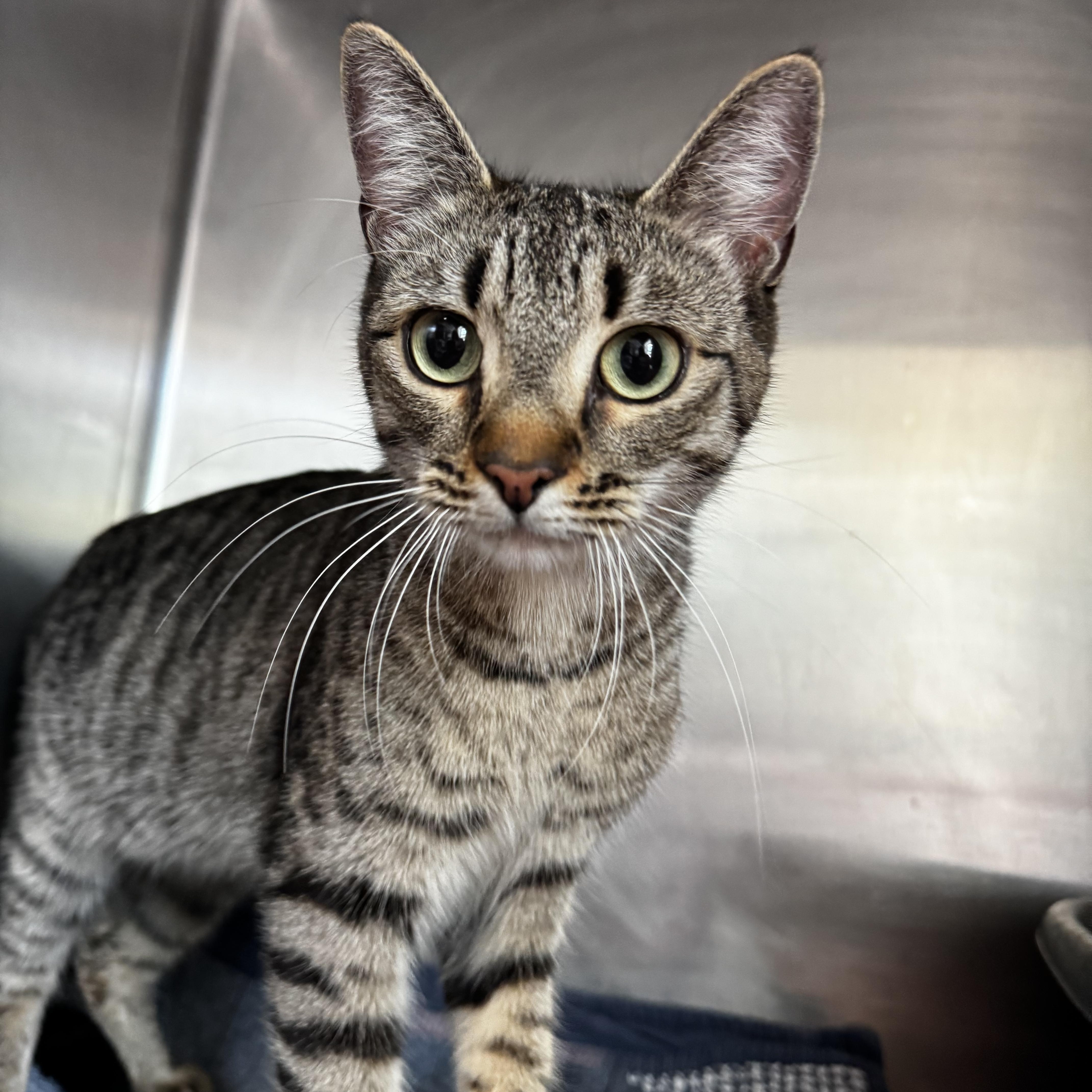 An adult medium-sized female Tabby (Gray / Blue / Silver) Domestic Short Hair cat named Emmy for adoption in Honesdale, PA