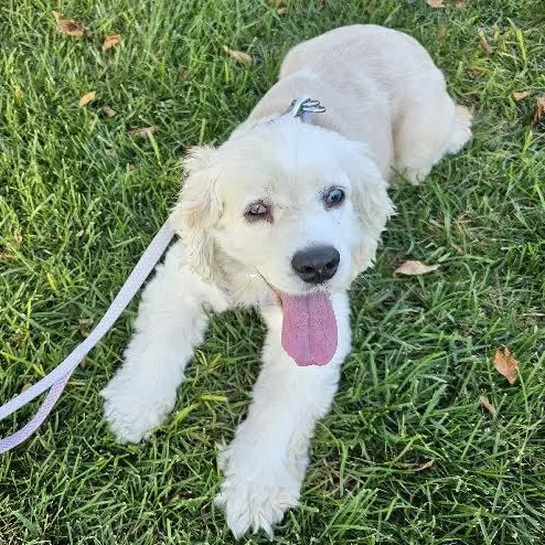 A young medium-sized female Cocker Spaniel dog named Sandy for adoption in Springfield, MO