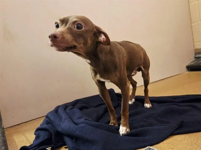 A young small-sized male Chihuahua dog named Lucas for adoption in Martinez, CA