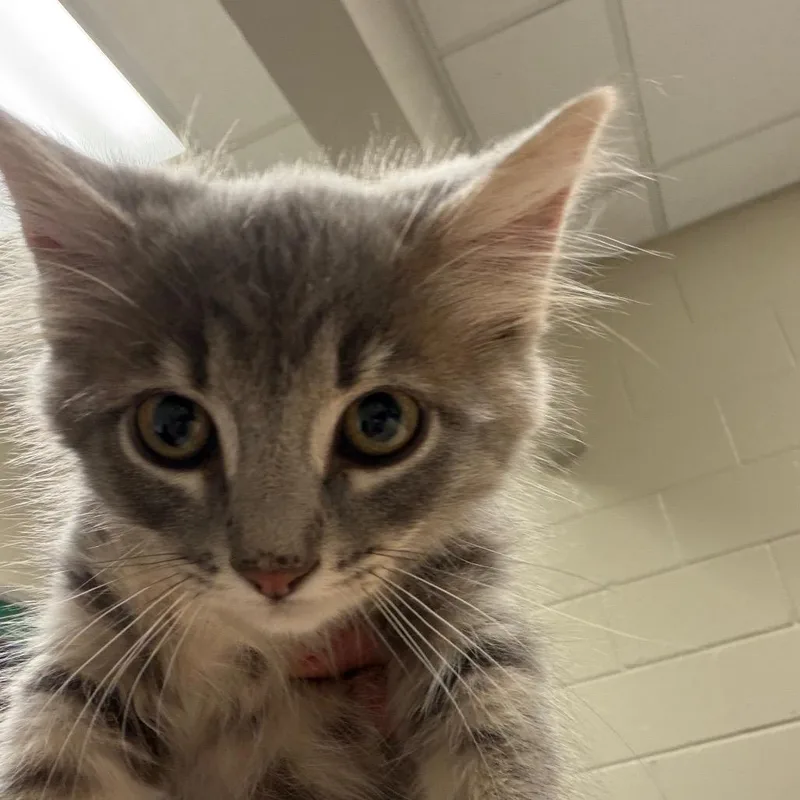 A baby small-sized female Gray / Blue / Silver Domestic Short Hair cat named Fairy for adoption in Reno, NV