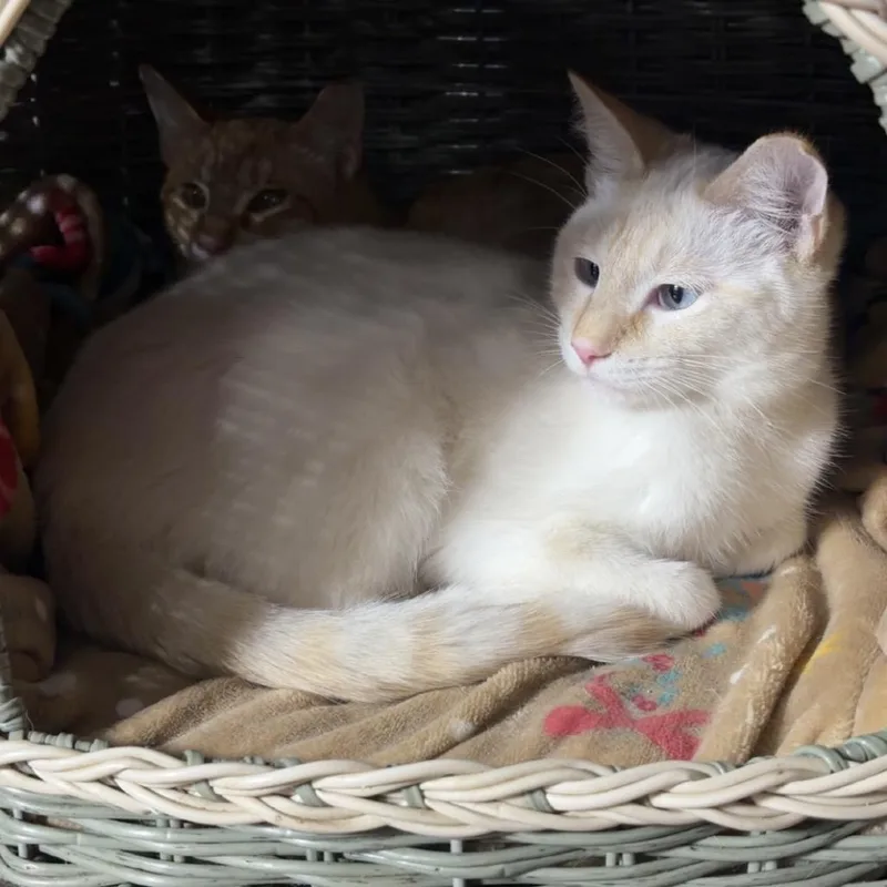 Casper C thumbnail 2