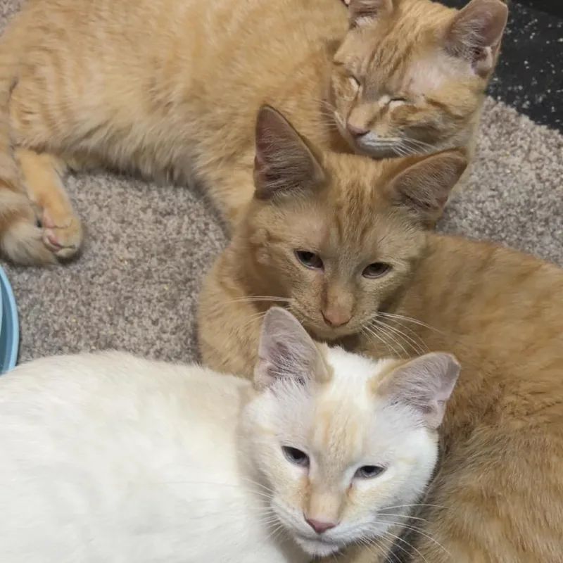 Casper C thumbnail 3