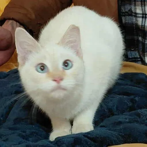 Casper C thumbnail 4