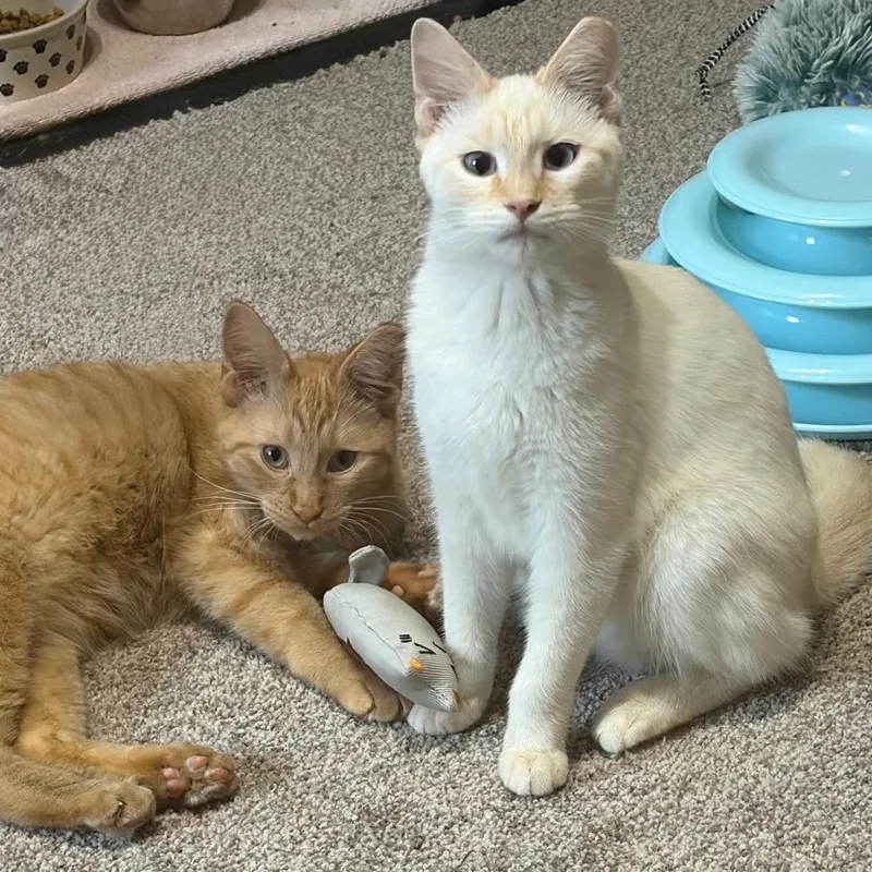 Casper C thumbnail 5