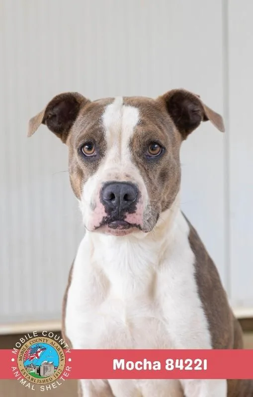 An adult medium-sized female White / Cream American Bulldog dog named Mocha for adoption in Mobile, AL