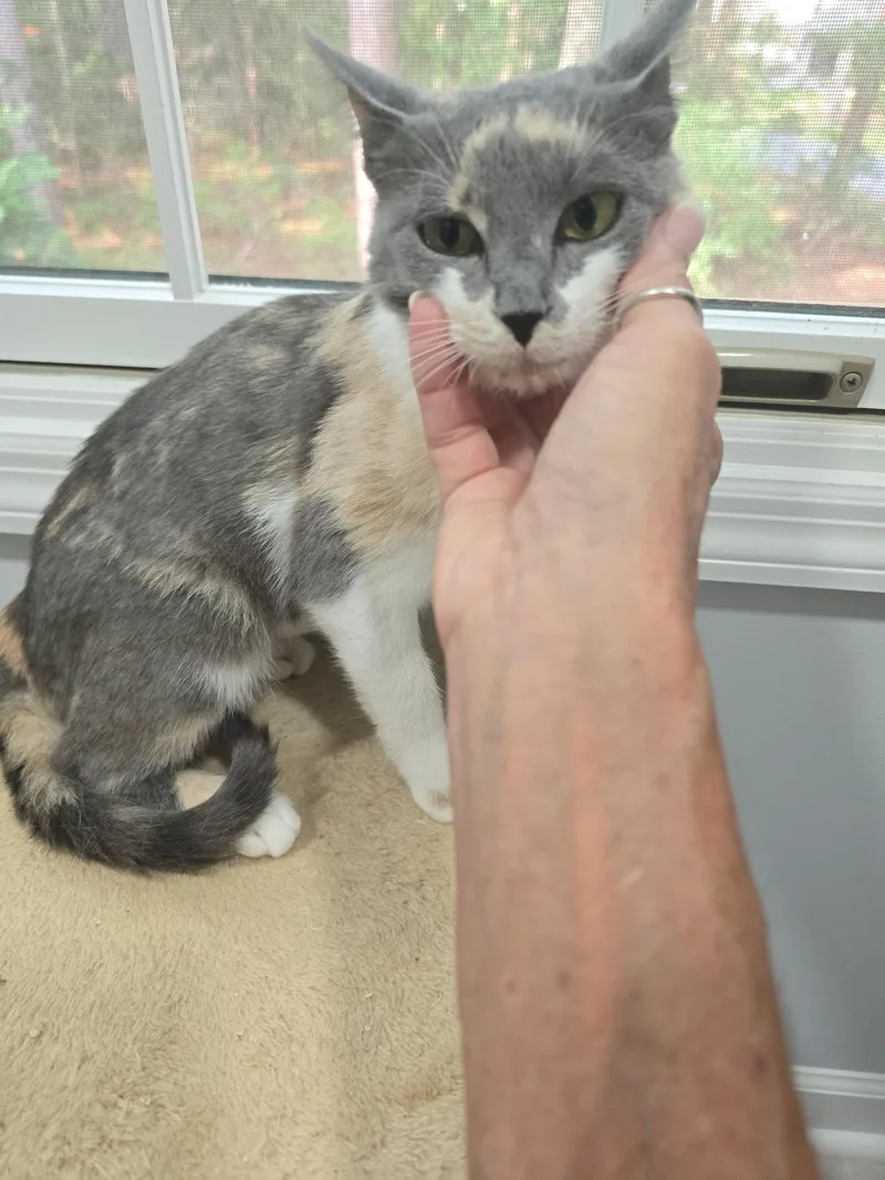 A baby medium-sized female Gray & White Domestic Short Hair cat named Camilla for adoption in Hilton Head Island, SC