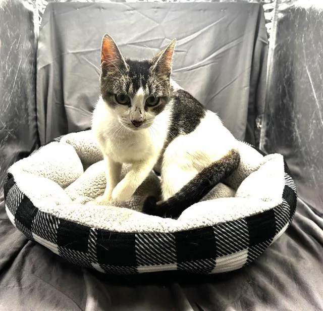 An adult medium-sized female Domestic Short Hair cat named Sheila for adoption in Appling, GA