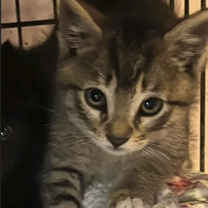 A baby small-sized male Brown / Chocolate Domestic Short Hair cat named Fennel for adoption in Oceanside, NY