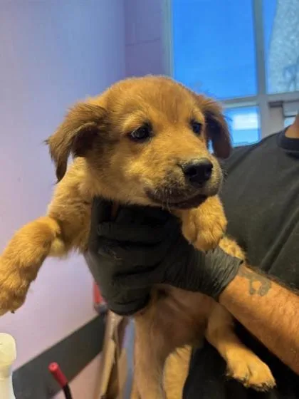 A baby medium-sized male Yellow / Tan / Blond / Fawn German Shepherd Dog dog named 61095720 for adoption in El Paso, TX