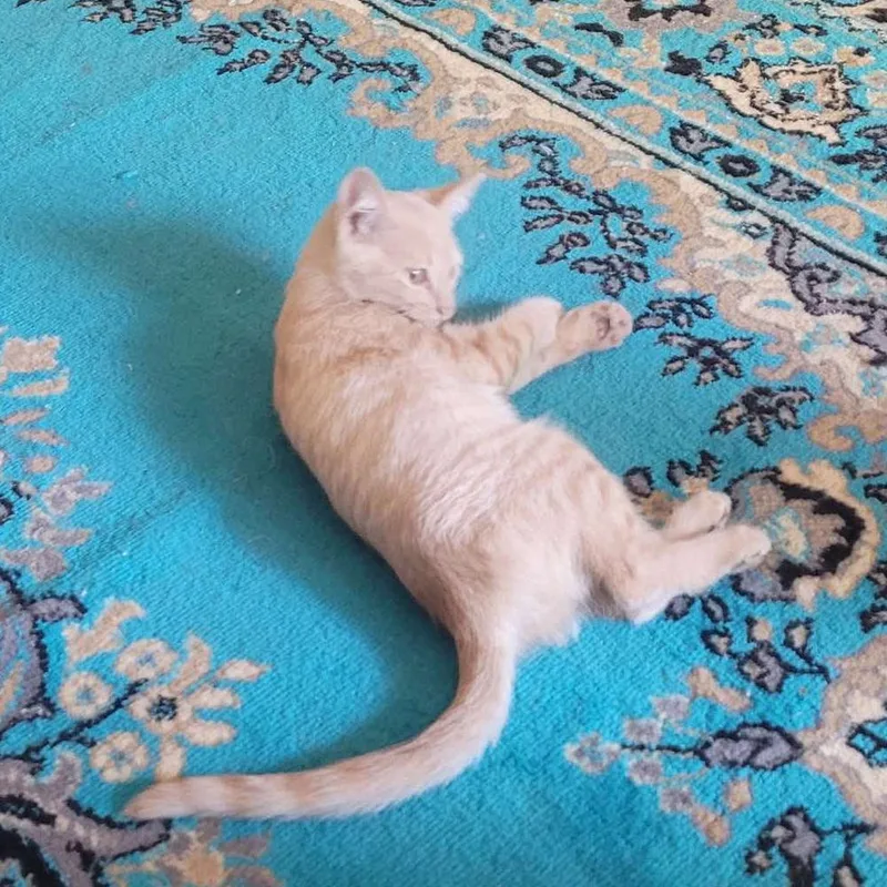 A baby small-sized male Domestic Short Hair cat named Tofu for adoption in Chicago, IL