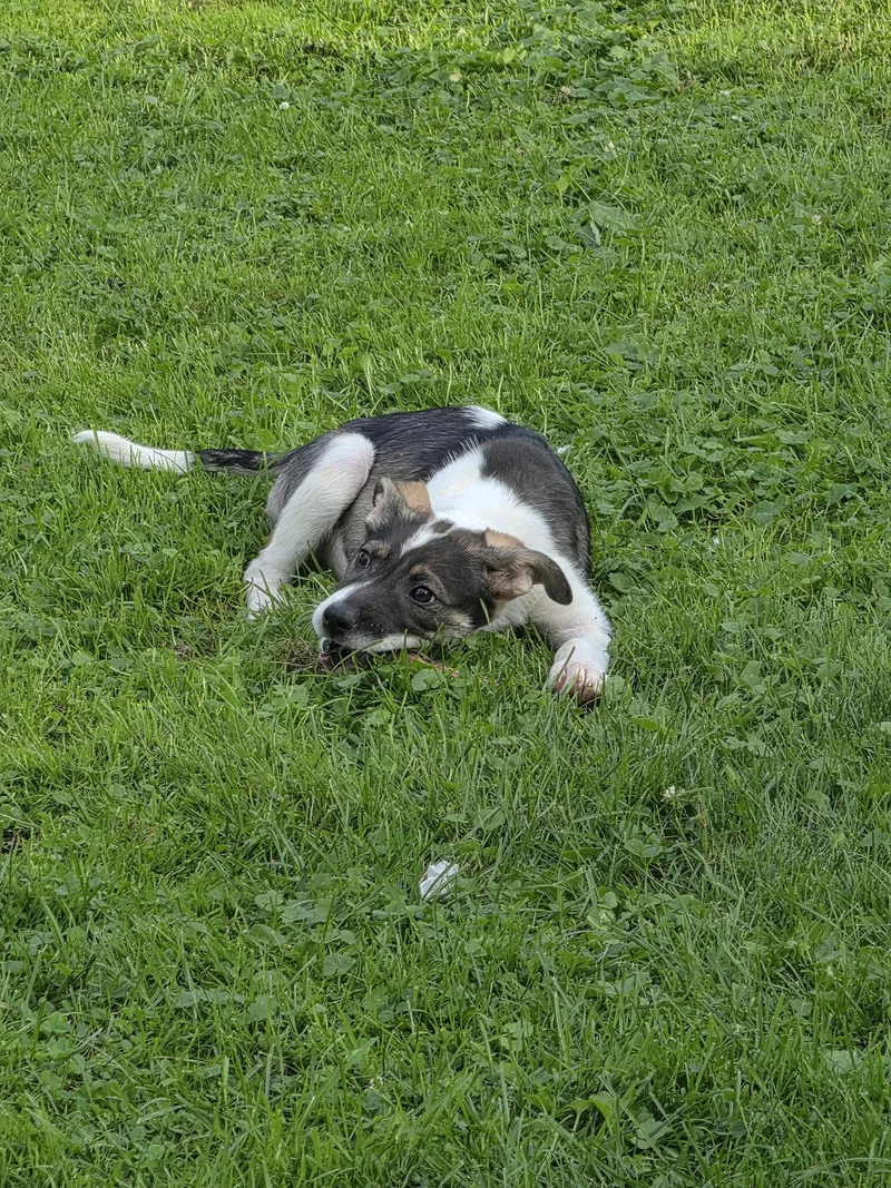 A baby medium-sized female Collie dog named Willow for adoption in Marine City, MI
