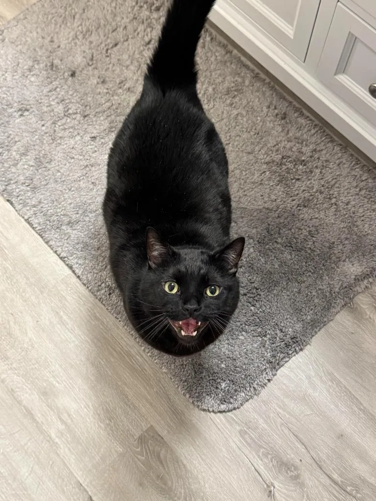 An adult medium-sized male Domestic Short Hair cat named T'challa for adoption in Salt Lake City, UT