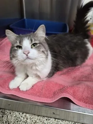 An adult medium-sized female Domestic Long Hair cat named Sweet Pea for adoption in Clarks Summit, PA