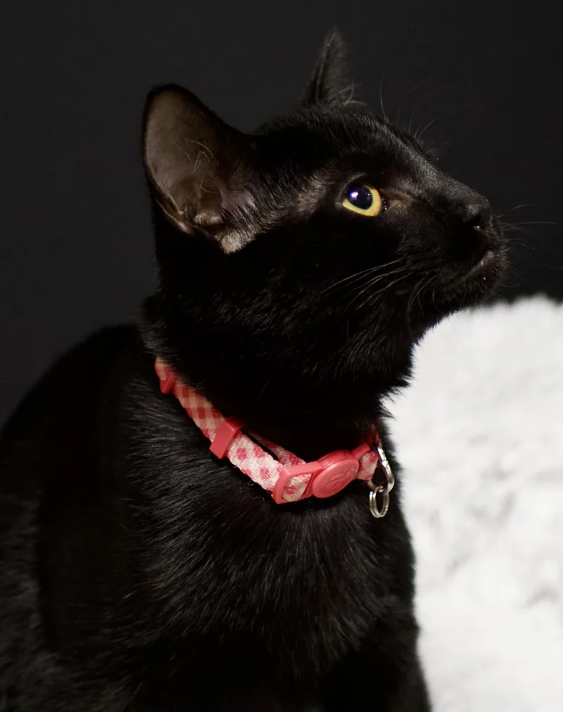 A baby medium-sized male Domestic Short Hair cat named Teddy for adoption in Farmington, MN