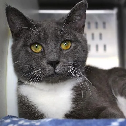 A young medium-sized male Gray / Blue / Silver Domestic Short Hair cat named Eli for adoption in Hopkinton, MA