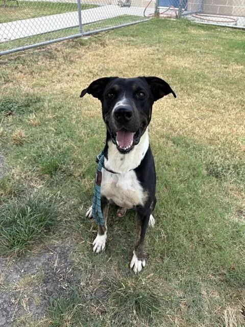 An adult large-sized male Bluetick Coonhound dog named Texas for adoption in Corpus Christi, TX