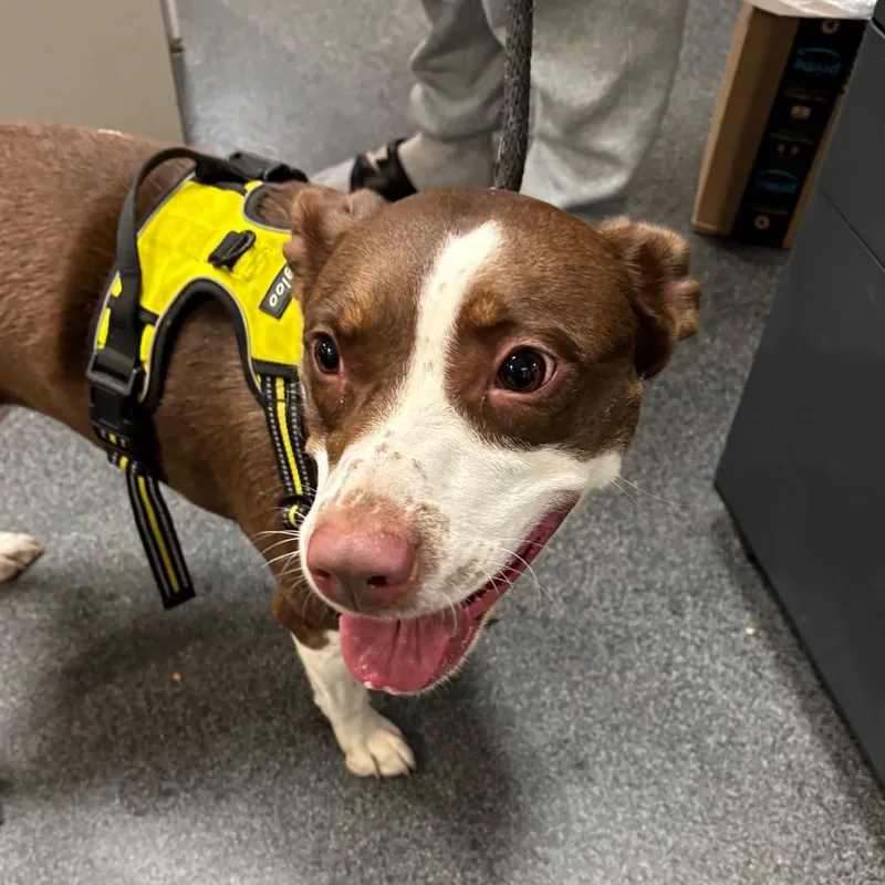 An adult medium-sized female Brown / Chocolate Mixed Breed dog named Junie for adoption in Allentown, PA