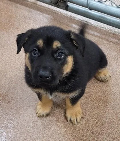 A baby large-sized female Mixed Breed dog named Mariti for adoption in Kalispell, MT