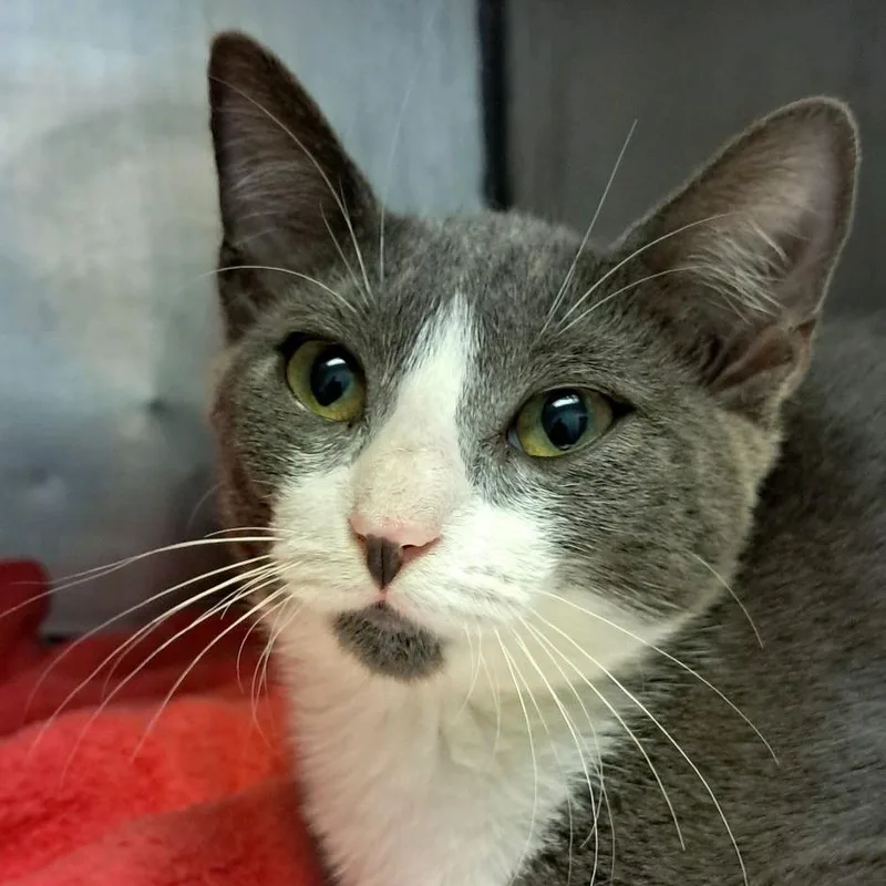 A baby small-sized female Domestic Short Hair cat named Anastasia for adoption in Valley, AL