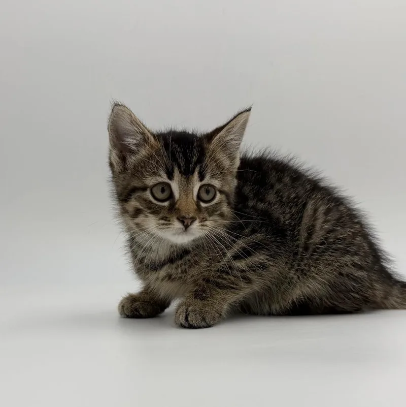 A baby medium-sized female Domestic Short Hair cat named Staccato for adoption in State College, PA