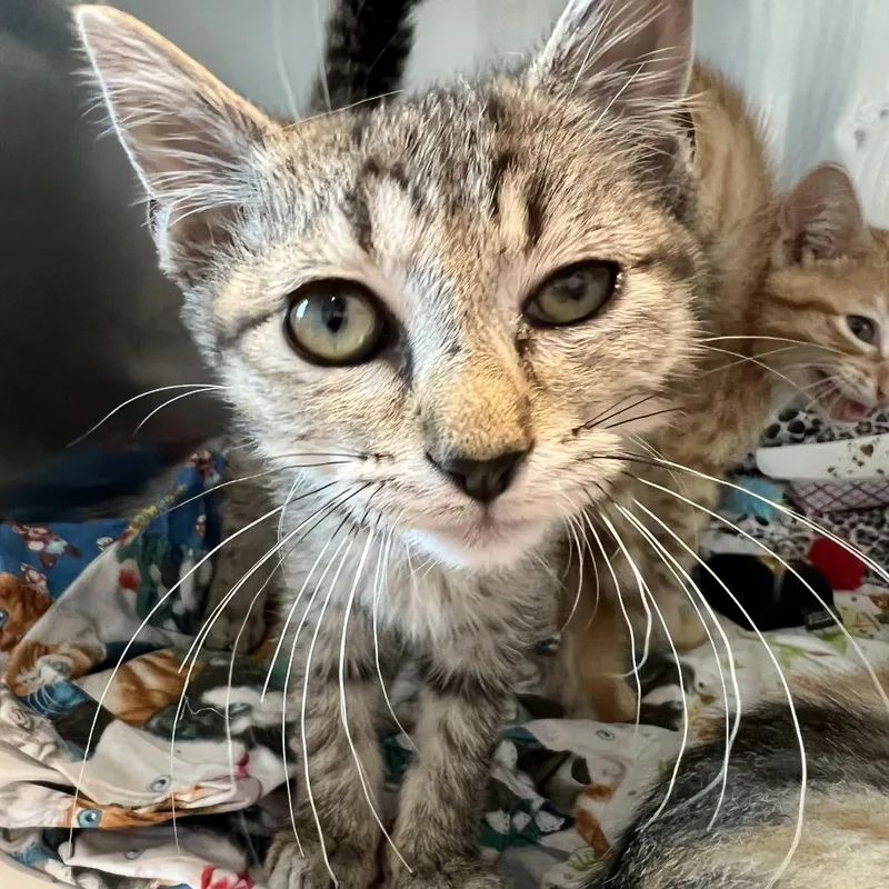 A baby small-sized female Brown / Chocolate Domestic Short Hair cat named Verde for adoption in Matteson, IL