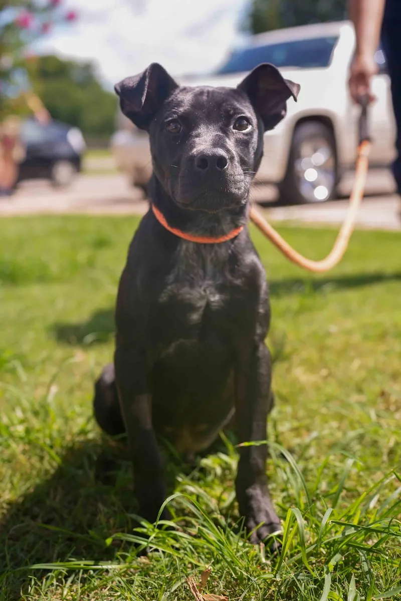 A young medium-sized male Pit Bull Terrier dog named Elliot for adoption in Stillwater, OK