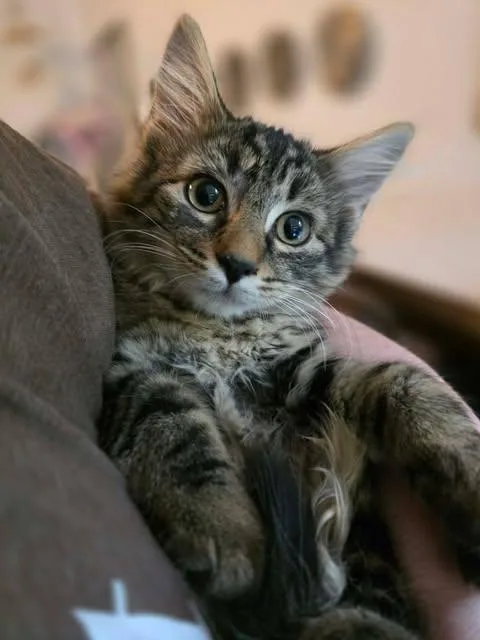 A baby medium-sized female Tabby (Buff / Tan / Fawn) Tabby cat named Moh for adoption in Johnson City, TN