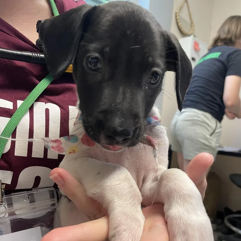 A baby small-sized male White / Cream Mixed Breed dog named Stegosaurus for adoption in Austin, TX