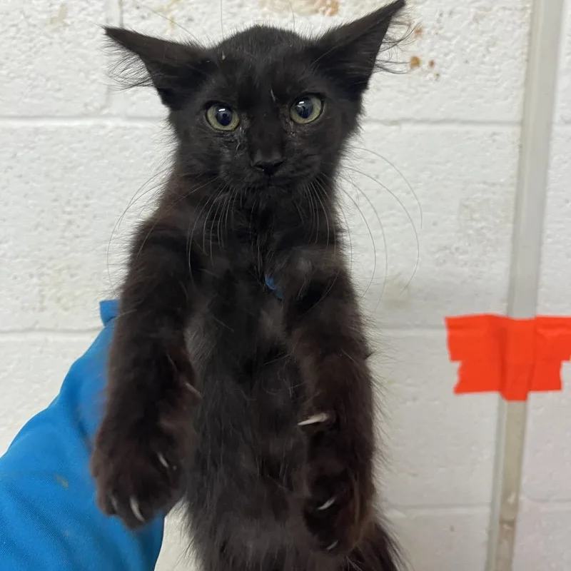 A baby small-sized female Black Domestic Medium Hair cat named Nilani for adoption in Edinburg, TX