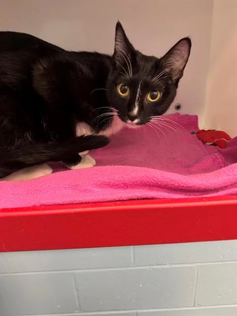 A young small-sized female Domestic Short Hair cat named Zooie for adoption in Peoria, IL