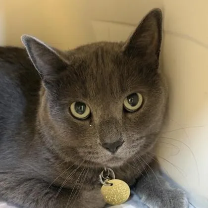 An adult medium-sized male Gray / Blue / Silver Domestic Short Hair cat named Basil for adoption in Lansing, MI