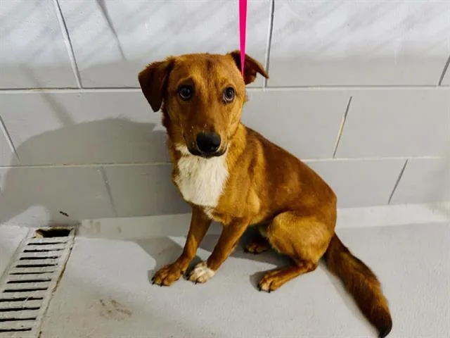 A young medium-sized male Border Collie dog named Kam for adoption in Winter Haven, FL