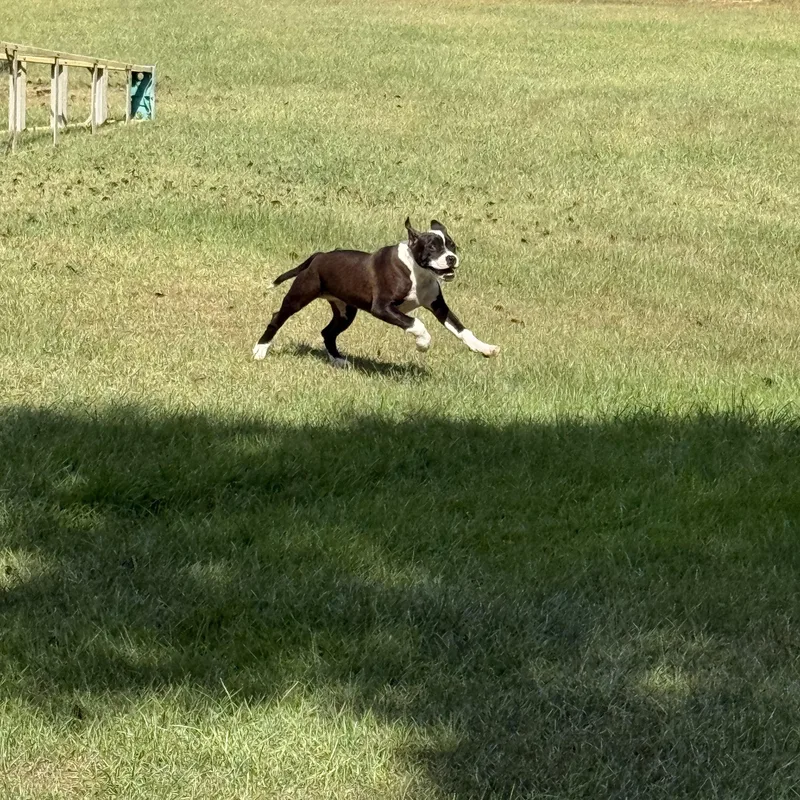 A baby large-sized female Black American Bully dog named Panda for adoption in Mount Hermon, LA