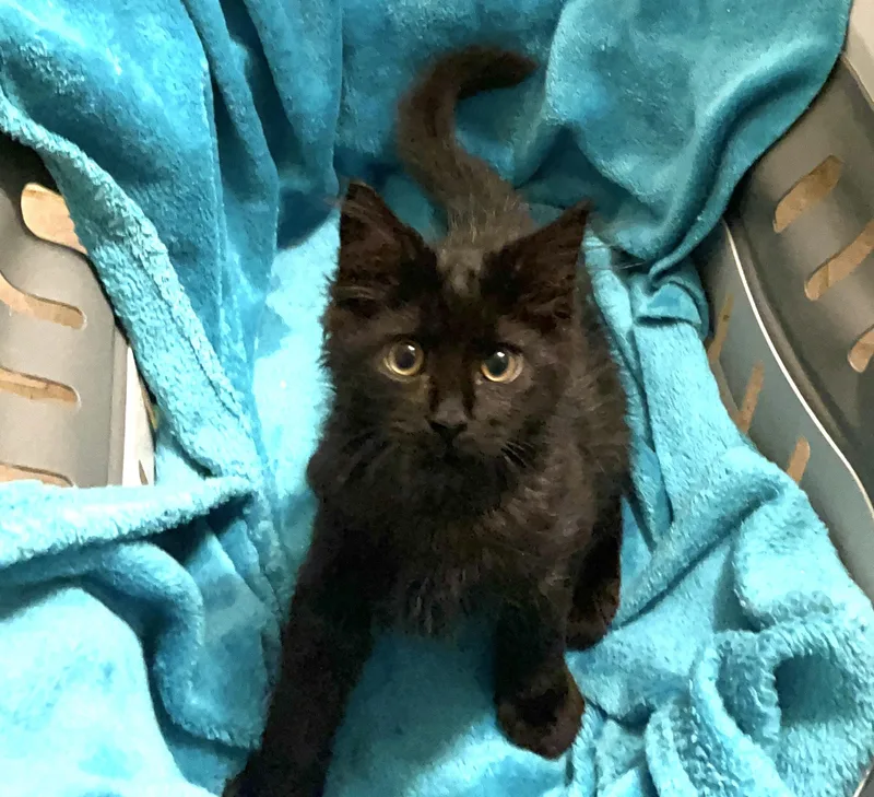 A baby large-sized male Black Maine Coon cat named Jett for adoption in Columbia, SC