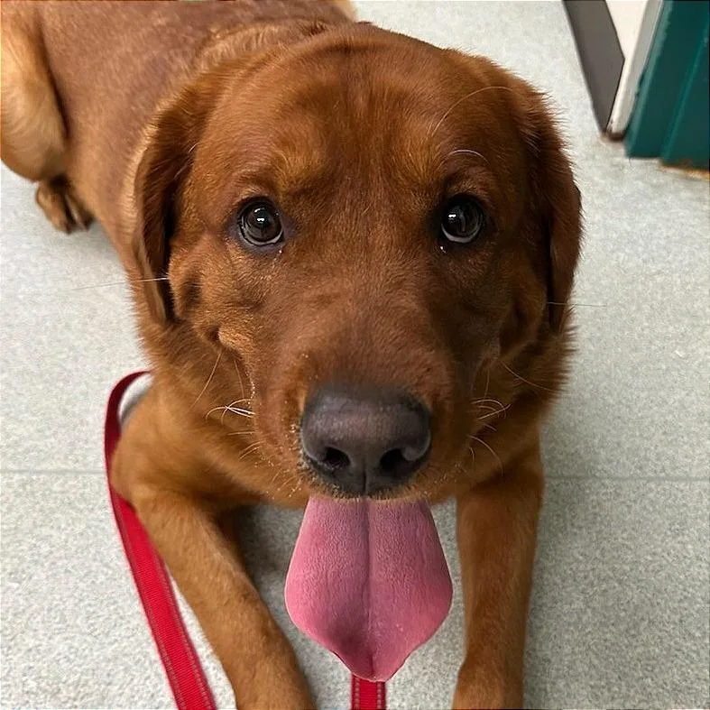 An adult extra large-sized male Red / Chestnut / Orange Labrador Retriever dog named Pablo $ for adoption in Springfield, MA