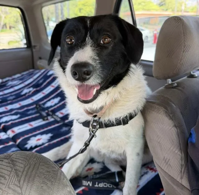 A young medium-sized female Border Collie dog named Sparky for adoption in Santa Barbara, CA