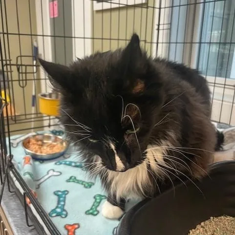 Feathers thumbnail 2