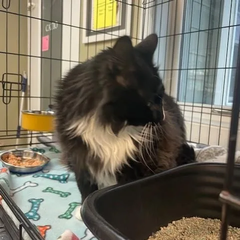 Feathers thumbnail 4