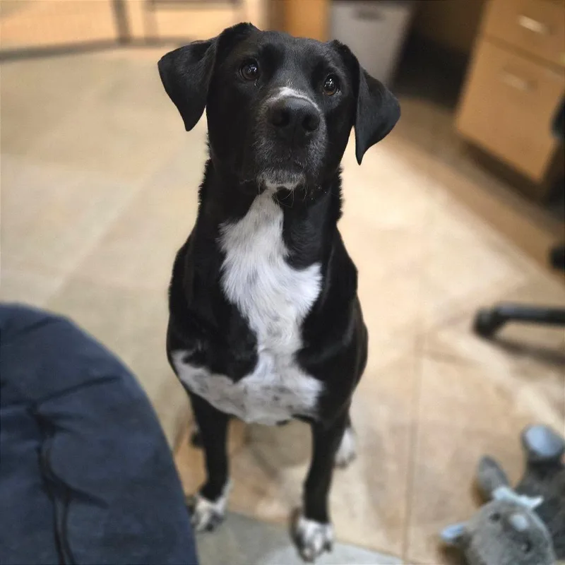 Mrs. Buttersworth thumbnail 2