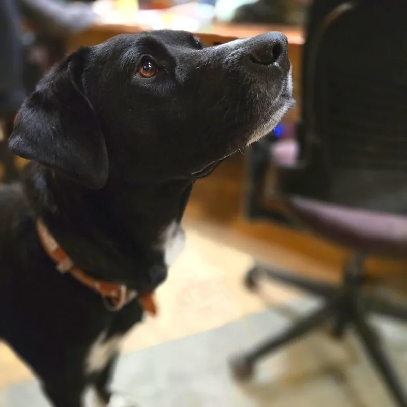 Mrs. Buttersworth thumbnail 3