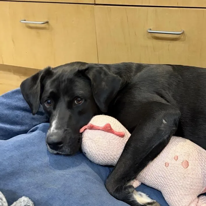 Mrs. Buttersworth thumbnail 4