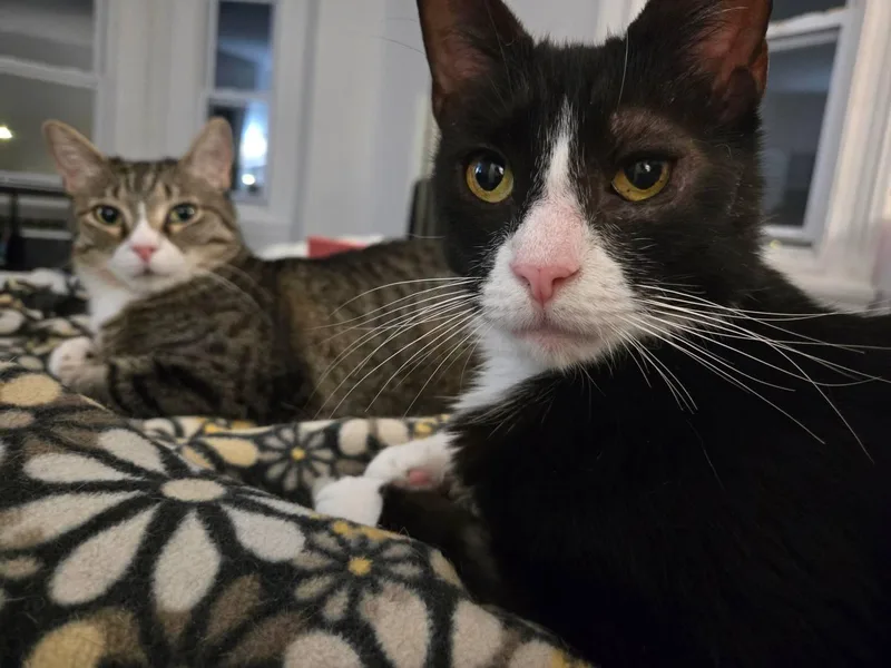 An adult large-sized female Domestic Short Hair cat named Meredith for adoption in Philadelphia, PA