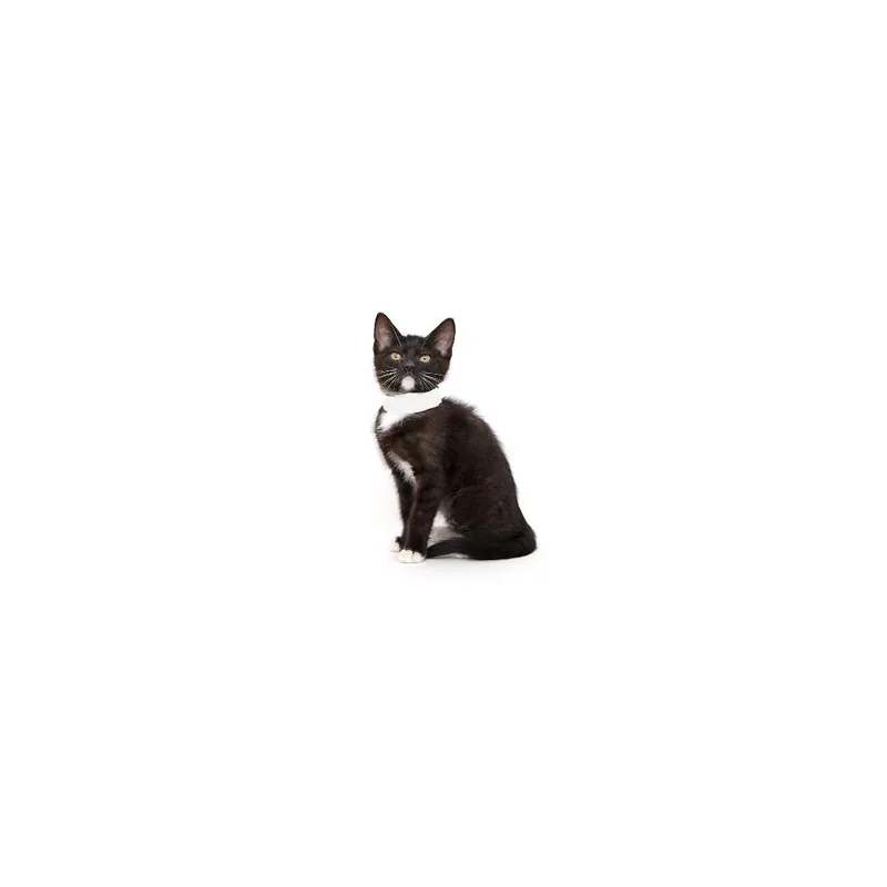 A baby small-sized female Black Domestic Short Hair cat named Laemmle for adoption in Playa Vista, CA