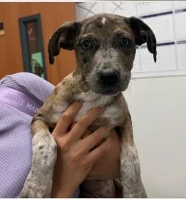 A baby medium-sized female Mixed Breed dog named Willa W for adoption in West Chester, PA