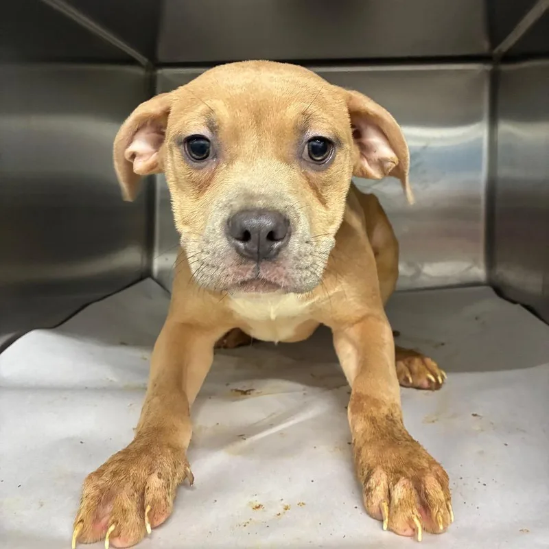 A baby small-sized female Mixed Breed dog named Cashmere for adoption in Corbin, KY